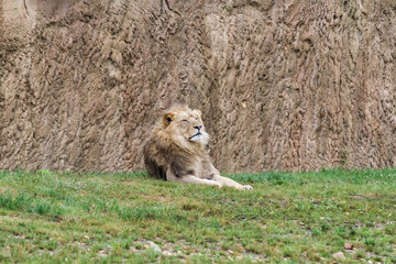 Fototapeta premium Lion