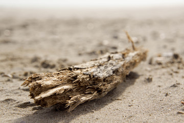 drift wood on the beach