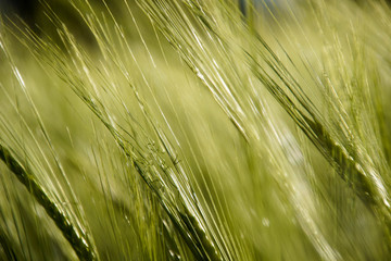 wheat field