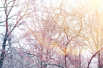 background of tree branches winter / silhouettes of empty branches without leaves against a white sky background. Winter forest concept, nature. Abstract winter background.