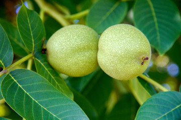  green walnuts on a branch of a tree in the garden