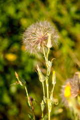  large bloomed dandelion stalk in a meadow