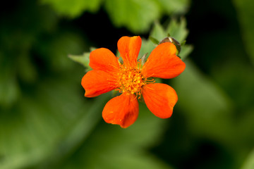 flower in garden