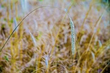 drooping wheat spike on the field