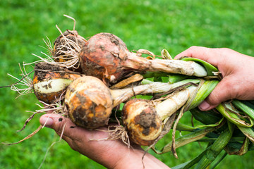 Hands holding freshly dug onion bulbs
