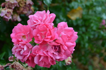 Obraz premium Rosa Blüten