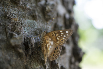 Brown and white common butterfly