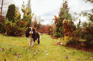 Naklejka na ściany i meble spaniel dog walking in november garden. Late autumn view with conifer and lawn with leaves