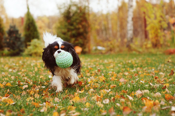 happy cavalier king charles spaniel dog playing with toy ball in autumn garden