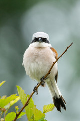 Lanius collurio on a branch