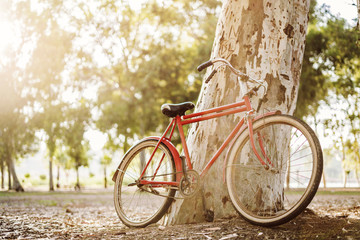 Fototapeta premium Riding bicycle in the park
