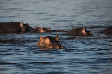 Fototapeta premium Sleepy Hippo