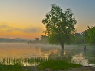 Tree in the water (Crimea, Russia)