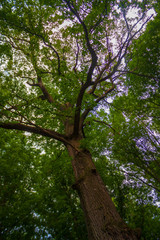 An ancient 200 year old tree in the park