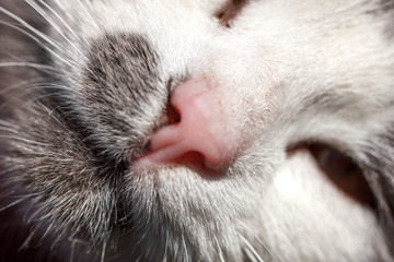 muzzle cat white close-up of a beloved pet