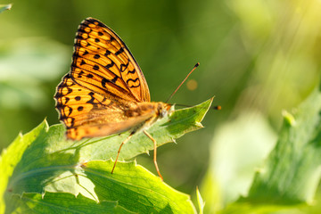 Obraz na płótnie Canvas large orange butterfly Argynnis paphia with black spots and strokes on the wings, bright and luminous sits on the stem natural green background in the sun