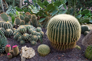 groupe de cactus dans la serre tropicale de Pairi Daiza