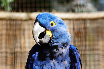 ara hyacinthe © JC DRAPIER