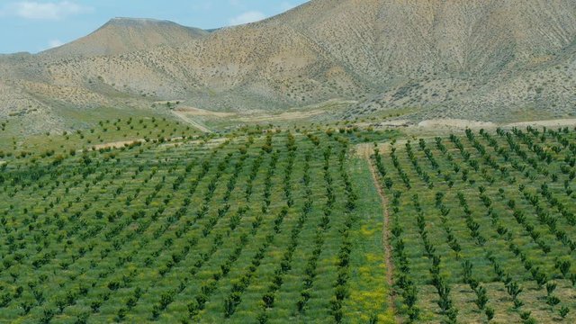 Symetrically planted fruit trees on a green field among mountains at sunny day