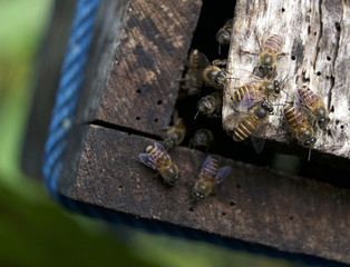 honey bees