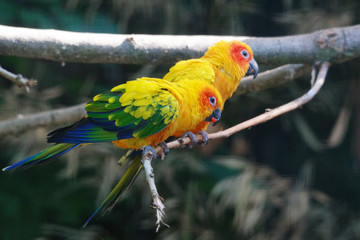 Conure soleil sur une branche