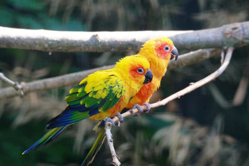Couple de conure soleil