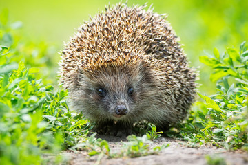 hedgehog on the grass - obrazy, fototapety, plakaty