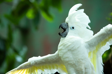 Exited white ockatoo exitedly flapping his wings and swinging his head as if putting on an opera...