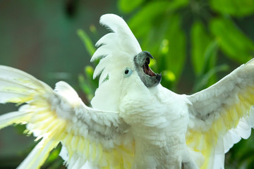 Exited white ockatoo exitedly flapping his wings and swinging his head as if putting on an opera singing performance in the greenery of a tropical forest. Dubai, UAE.