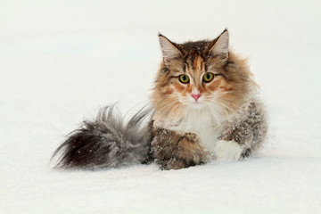 Young norwegian forest cat female wading in deep snow