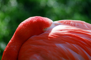 Tête d'un Flamant rose
