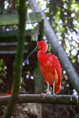 Ibis rouge sur la branche d'un arbre