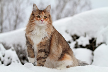 Norwegian forest cat in winter scenery