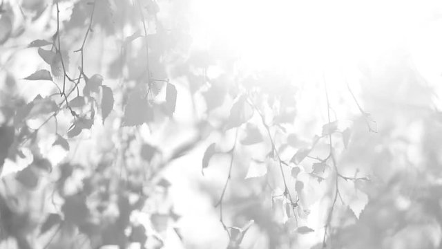 Black and white video of beautiful spring nature in morning soft light. Natural sunny background. 