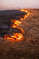 On a hot summer day, dry grass is burning on the field. Burning field with dry grass.
