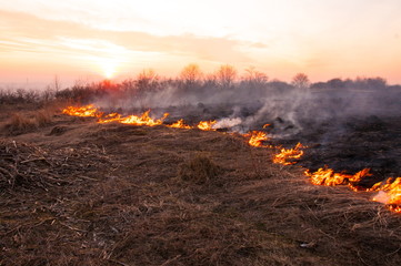 On a hot summer day, dry grass is burning on the field. Burning field with dry grass.