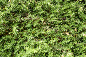 Busch mit Spinnenweben