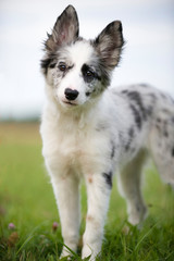 Border Collie Welpe