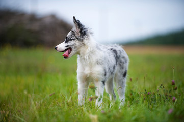 Border Collie Welpe steht in einer Wiese