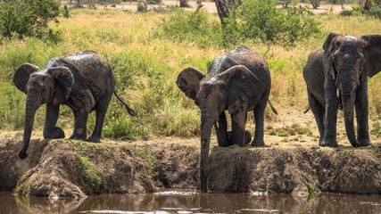 Afrikanischer Elefant