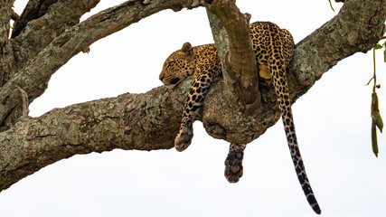 Leopard © Kurt