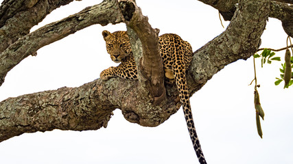 Leopard