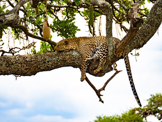 Leopard