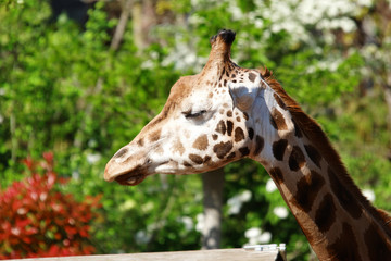 Tête d'une girafe