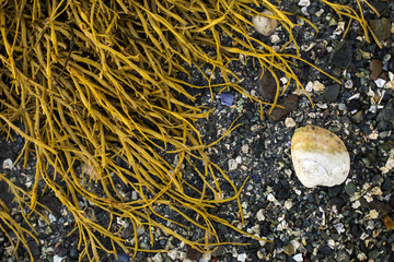 Seaweed with shells and rock on shore