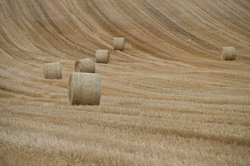 Abgeerntetes Getreidefeld - Strohrollen auf Stoppelfeld - Stockfoto