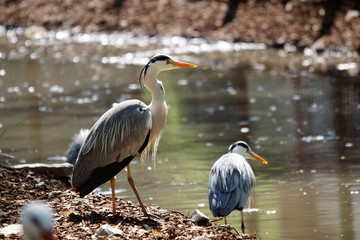 Hérons cendrés au bord de l’eau 
