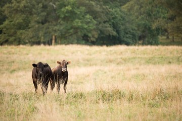 Calves in the pasture