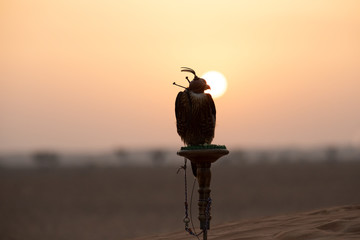 Silhouette of a Saker falcon with her eyes covered sitting on a perch in desert in front of a...