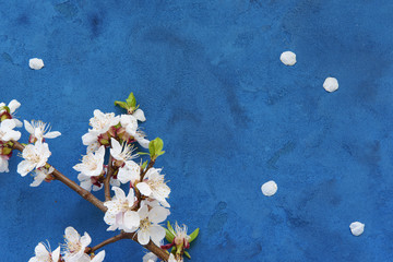 White apricot spring flowers on the grunge dark blue background with copyspace. Seasonal and greeting concept.